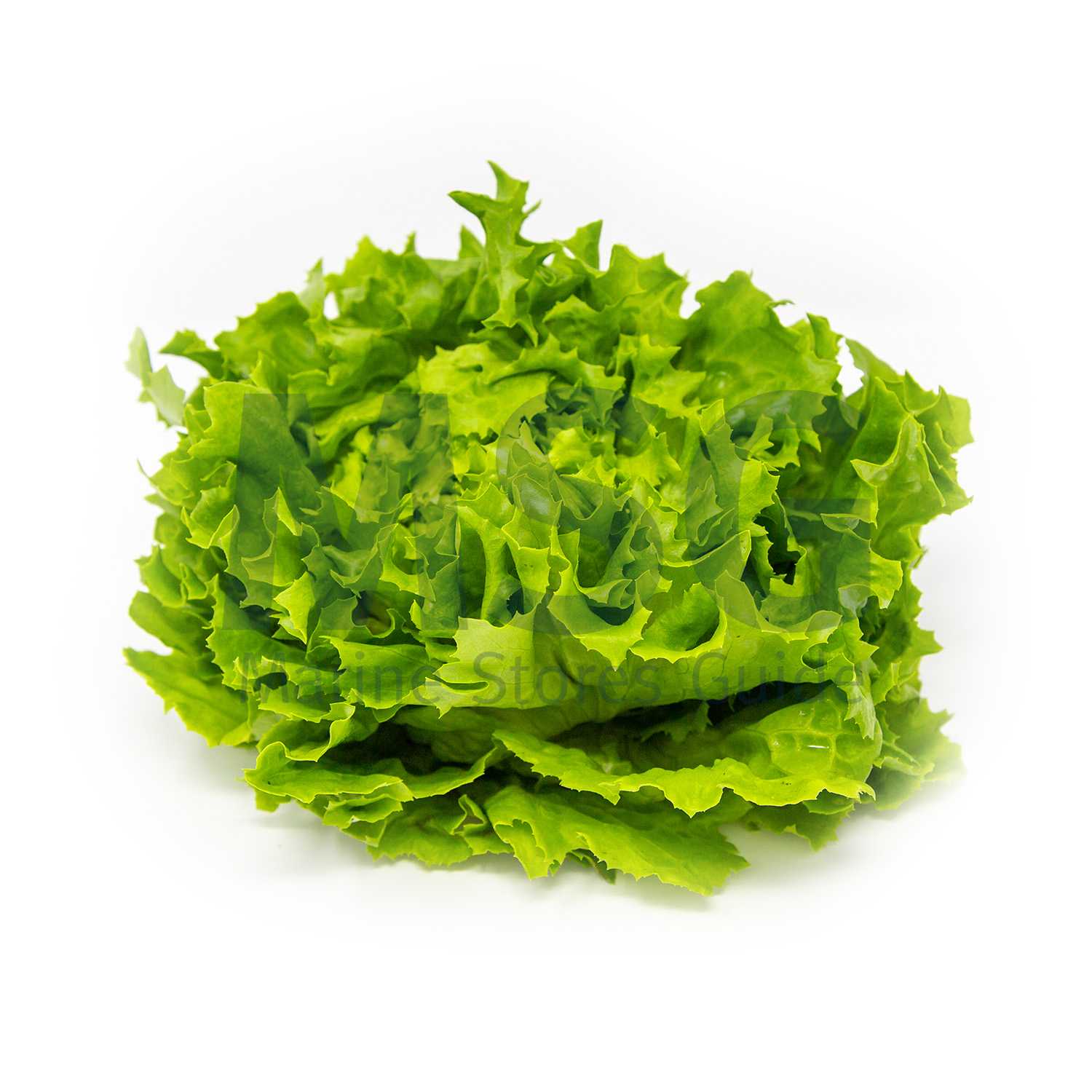 LETTUCE SUNNY FRESH