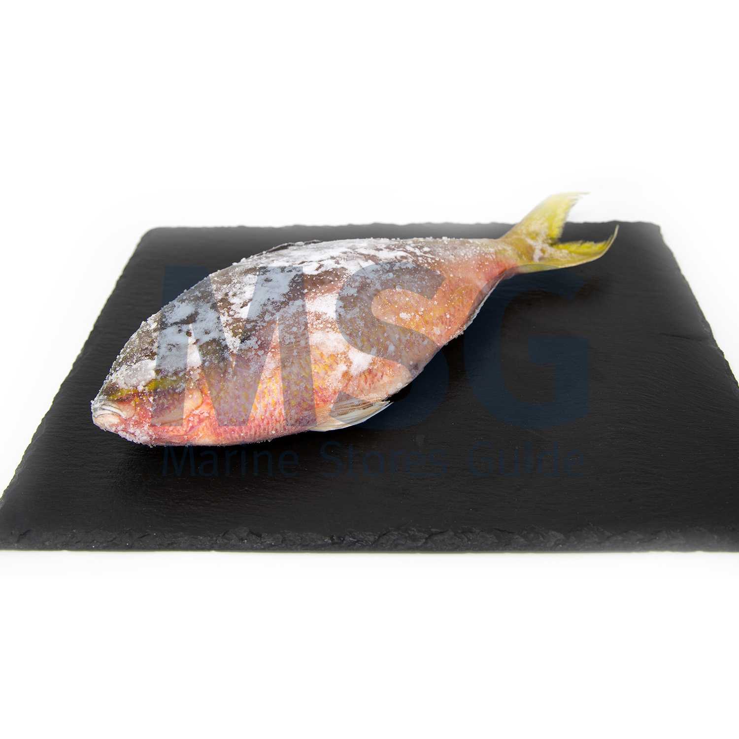 YELLOW TAIL (BURI) FROZEN