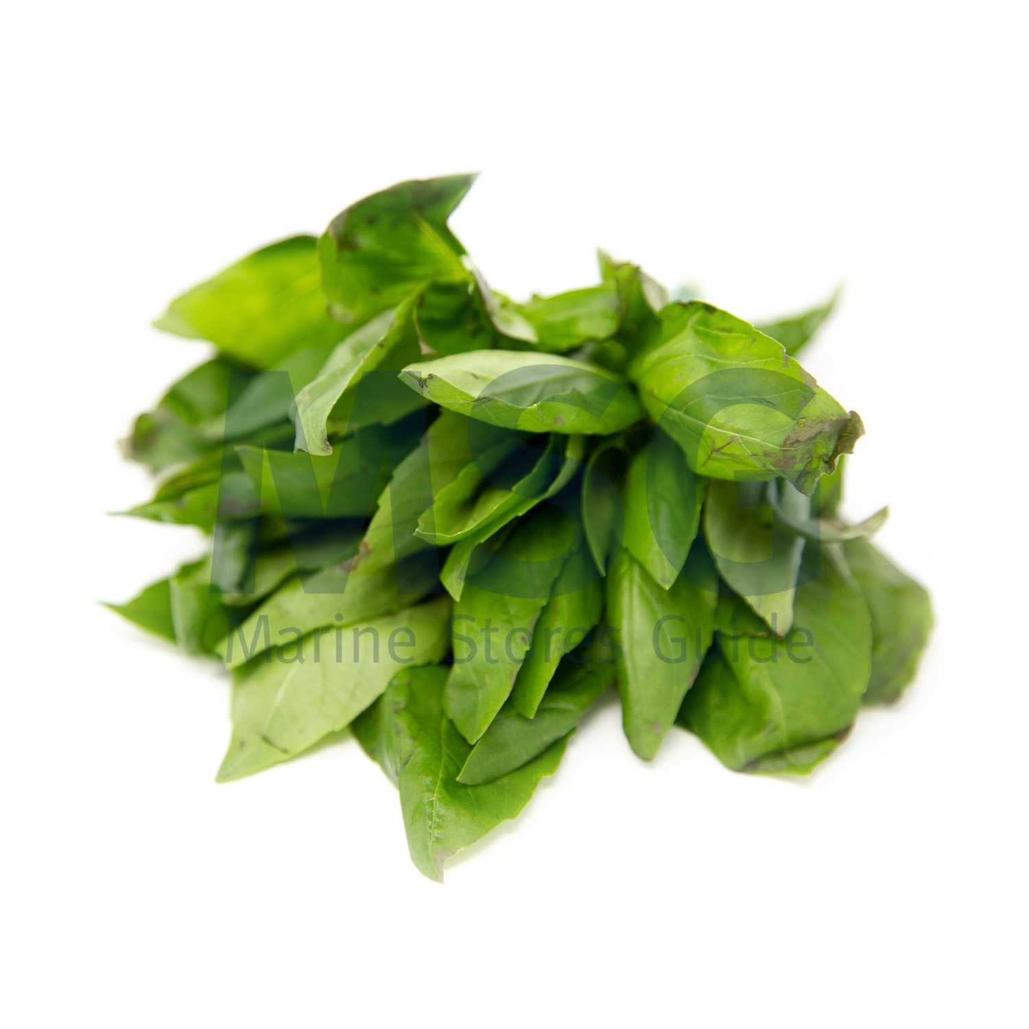 BASIL FRESH