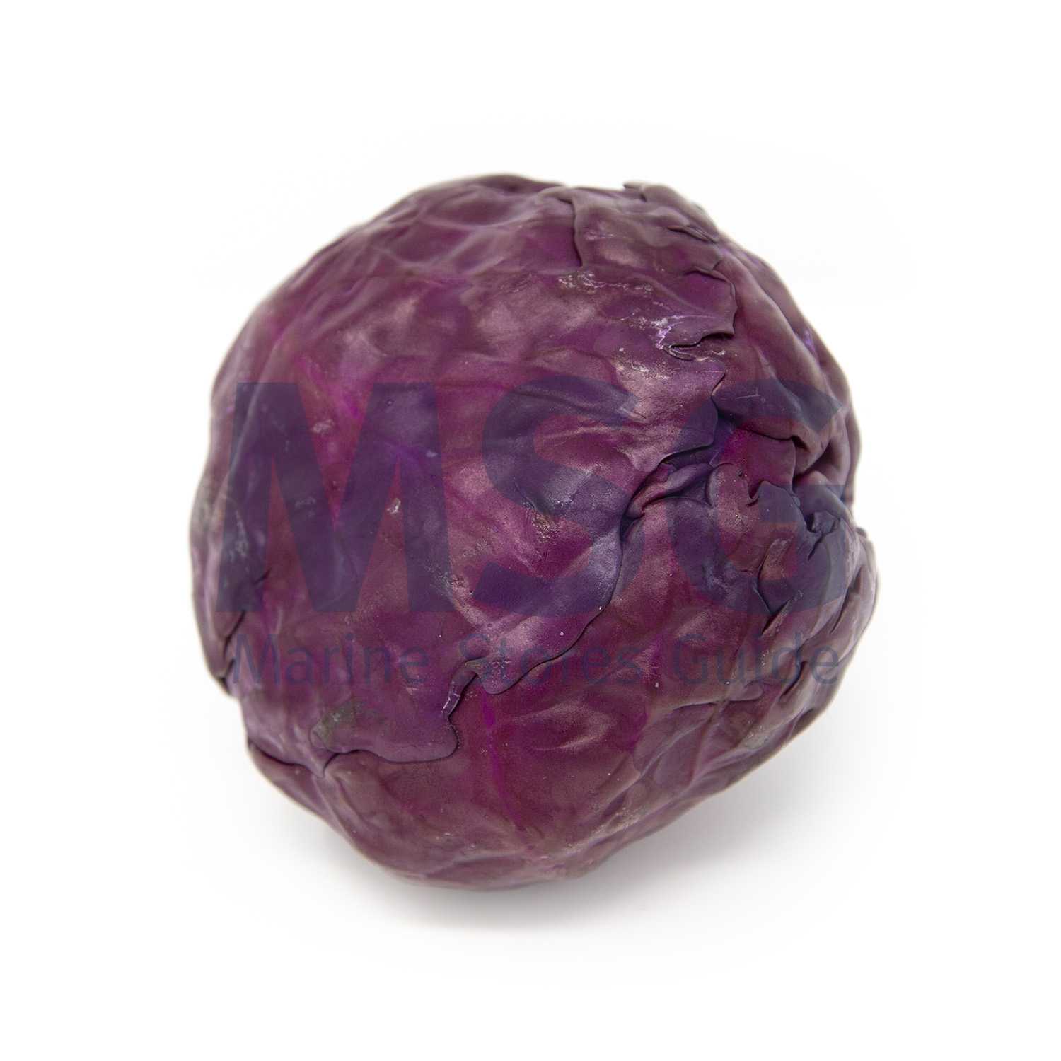 CABBAGE RED FRESH