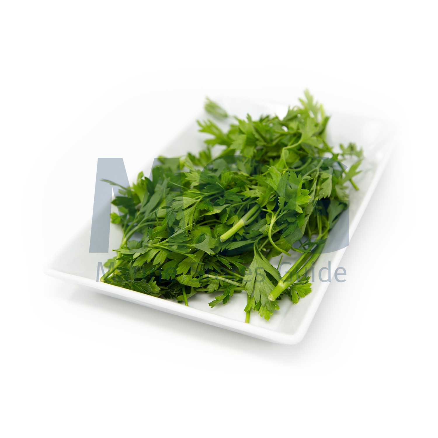 CORIANDER FRESH