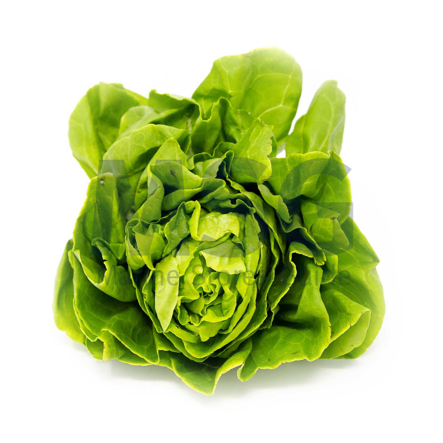 LETTUCE SALAD FRESH