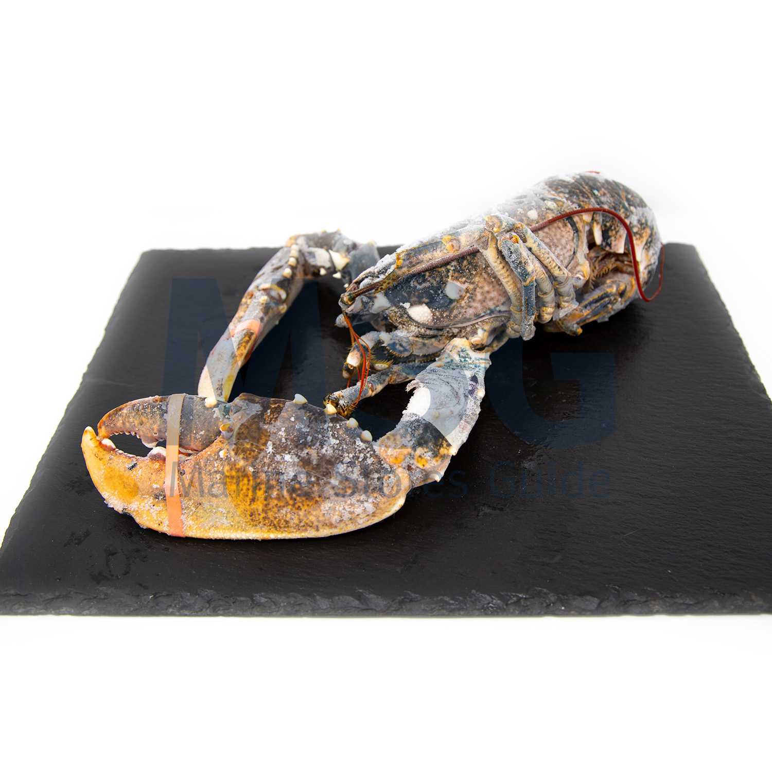 LOBSTER WHOLE FROZEN